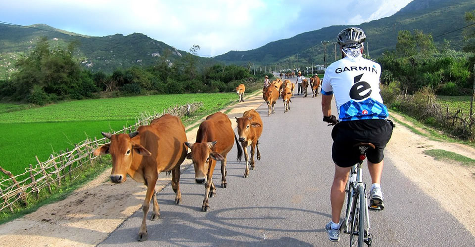 Cyclists on a scenic bicycle tour in Asia with VeloAsia